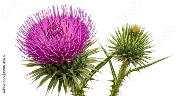 Fototapeta Closeup of a thistle flower isolated on transparent background