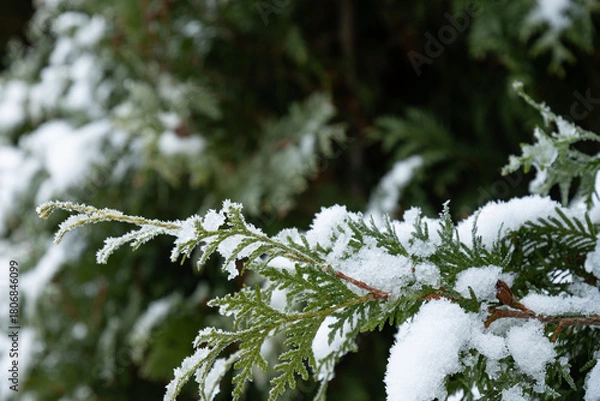 Obraz Snow-Covered Evergreen branches of thuja. Winter solstice. Close up. Cold weather.