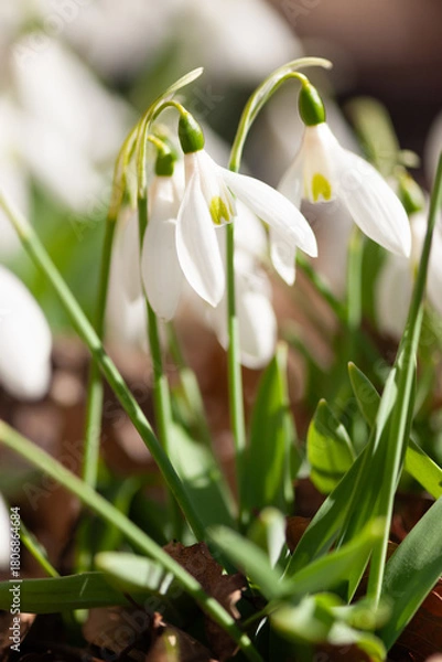 Fototapeta スノードロップ