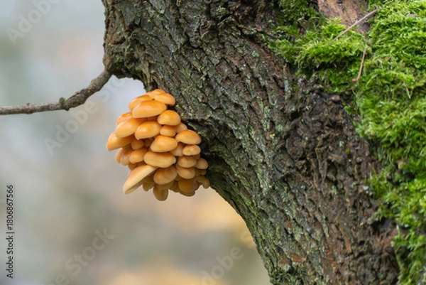 Fototapeta Cluster of bright orange mushrooms, likely Velvet shank Flammulina velutipes, growing from a tree trunk. The glossy caps contrast with the dark bark and moss.