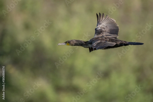 Fototapeta Great cormorant soaring gracefully through the air with wings spread wide