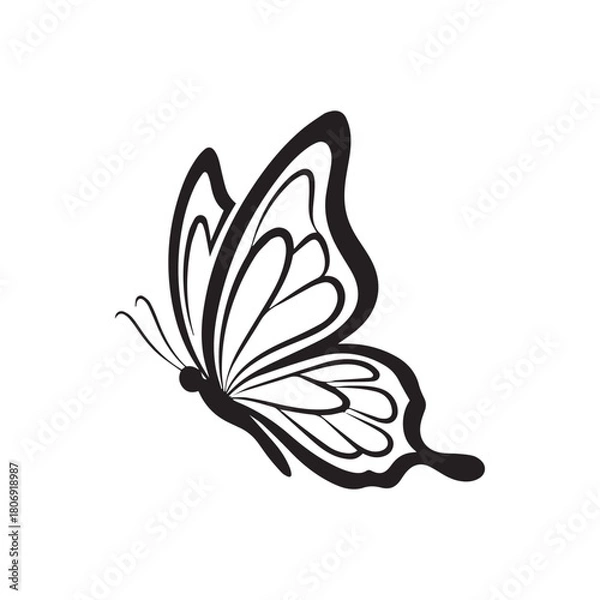 Obraz butterfly on white background