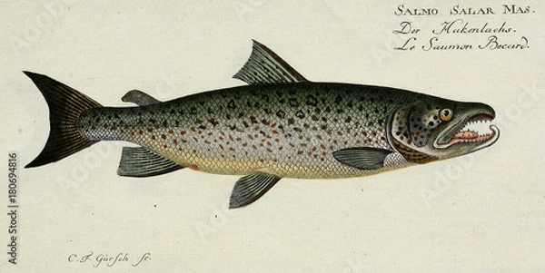 Obraz Illustration of a fish.