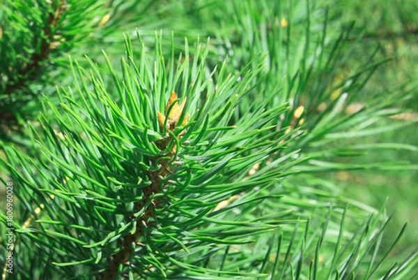 Obraz Beautiful close-up of pine branch with green needles for Christmas or New Year greeting card