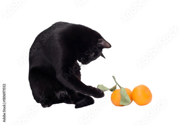 Obraz Cat And Tangerines