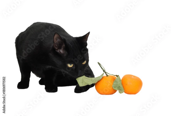 Obraz Cat And Tangerines