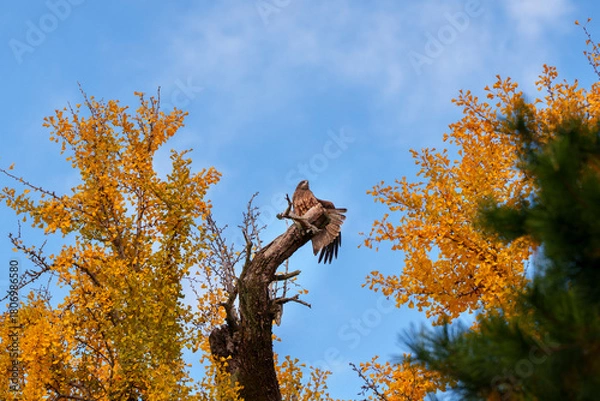 Fototapeta イチョウの木にとまる猛禽と秋空の風景