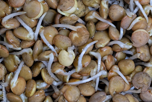 Obraz Sprouted brown lentils bunch
