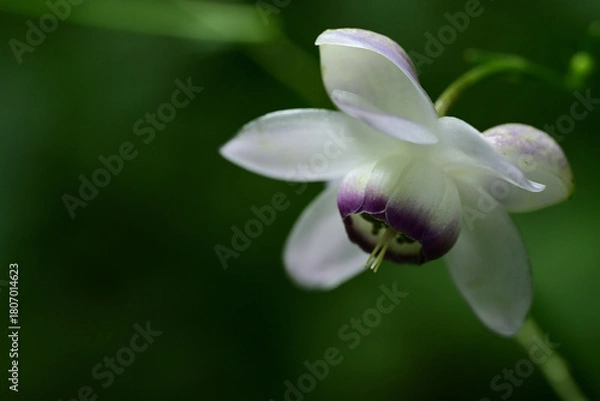 Obraz ひっそりと咲く「森の妖精」レンゲショウマ