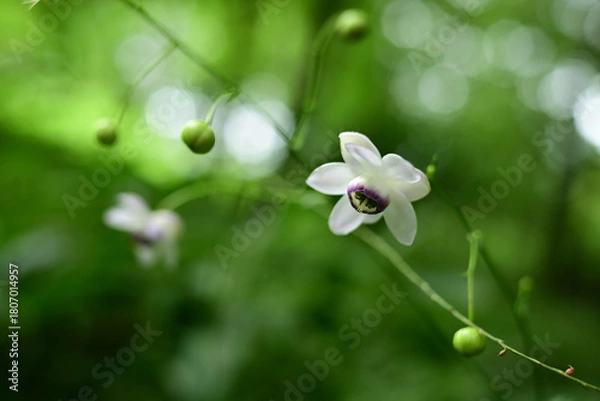 Obraz ひっそりと咲く「森の妖精」レンゲショウマ