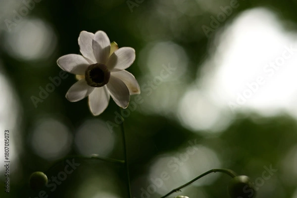 Obraz ひっそりと咲く「森の妖精」レンゲショウマ