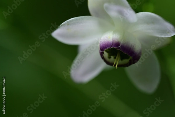 Obraz ひっそりと咲く「森の妖精」レンゲショウマ