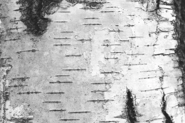 Fototapeta pattern of birch bark with black birch stripes