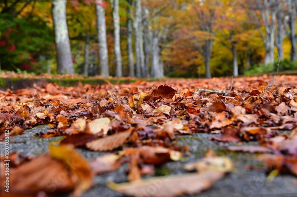 Fototapeta 落ち葉の絨毯