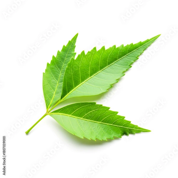Obraz Natural neem leaves  isolated on white background