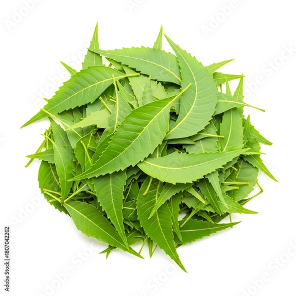 Obraz Pile of fresh neem leaves isolated on white background, top view flat lay , ai generated image.