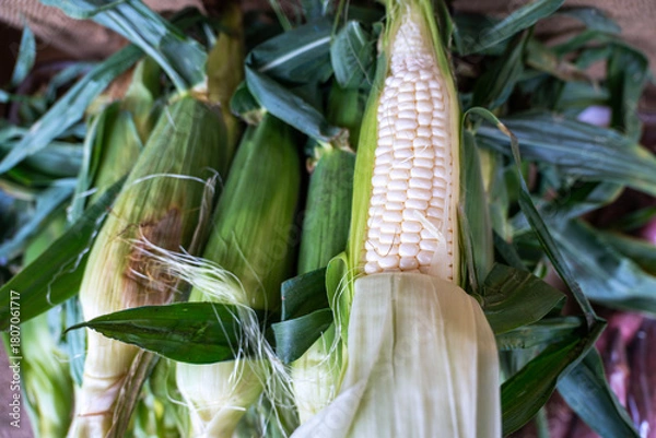 Fototapeta Fresh Harvested White Corn Cobs with Green Husks
