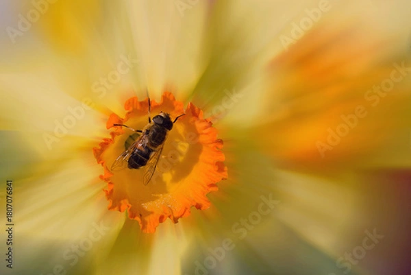 Obraz Pollinisatrice