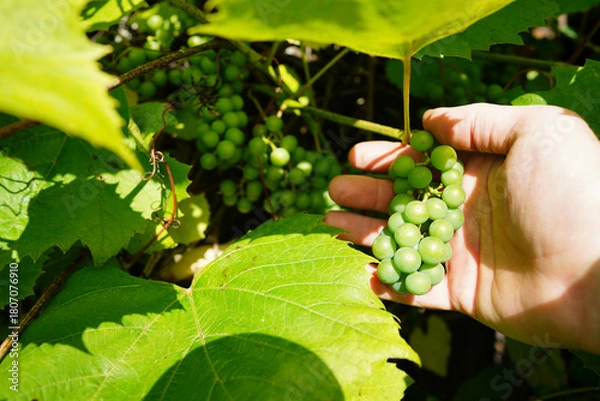 Fototapeta Grape ripening. Bunches of unripe green grapes are nestled among vibrant green leaves on vine. Growth in vineyard on sunny summer day. Ripeness in viticulture. Vineyard background.