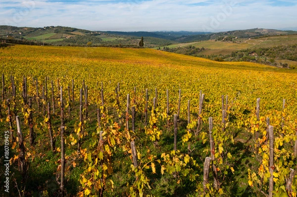 Fototapeta Rows of grape vines at vineyard in autumn , Chianti, Tuscany, Italy