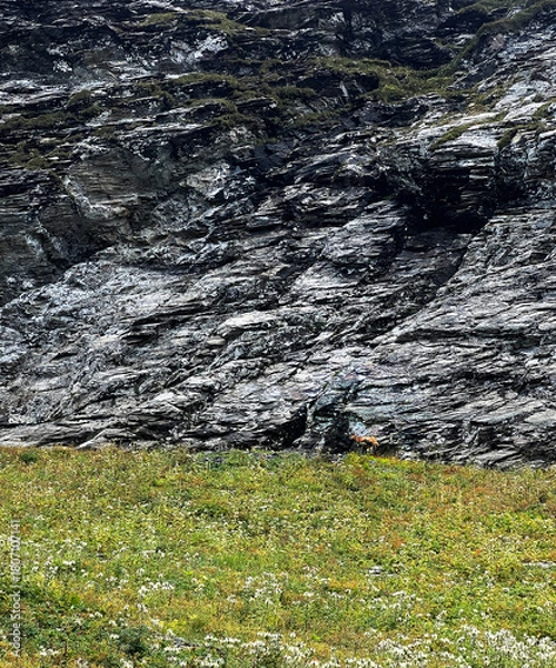 Fototapeta rocky mountain landscape with a green grassy field in the foreground and Caucasian chamois in the background, copy space Rupicapra rupicapra