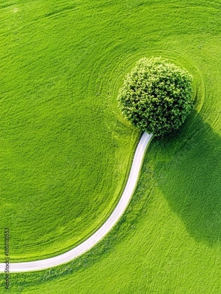 Fototapeta An aerial view captures a lush, green field with a distinct circular pattern around a single, full tree, and a white path curving through the landscape.