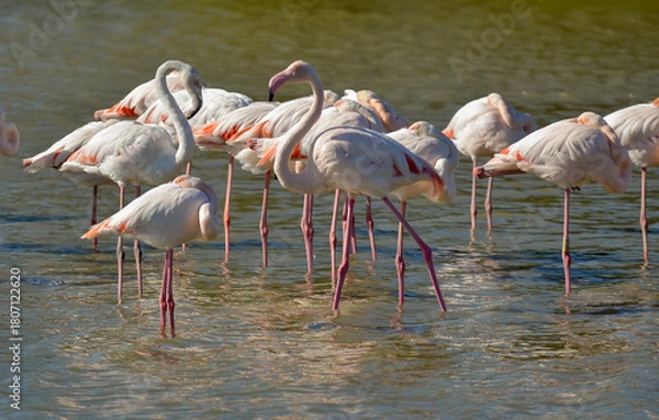 Fototapeta Flamant rose