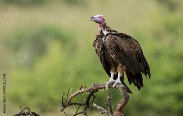 Fototapeta Vautour oricou