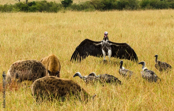 Fototapeta Vautour oricou, Hyène tachetée