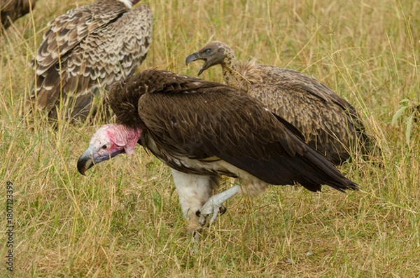 Obraz Vautour oricou, vautour africain