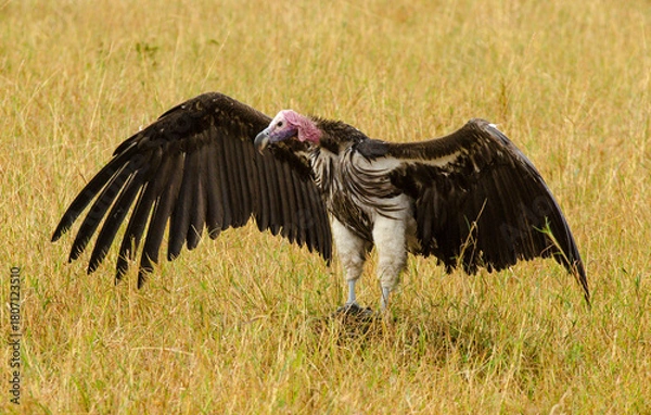 Fototapeta Vautour oricou
