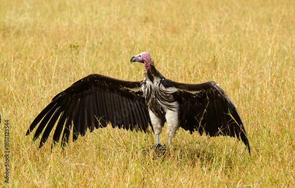 Fototapeta Vautour oricou