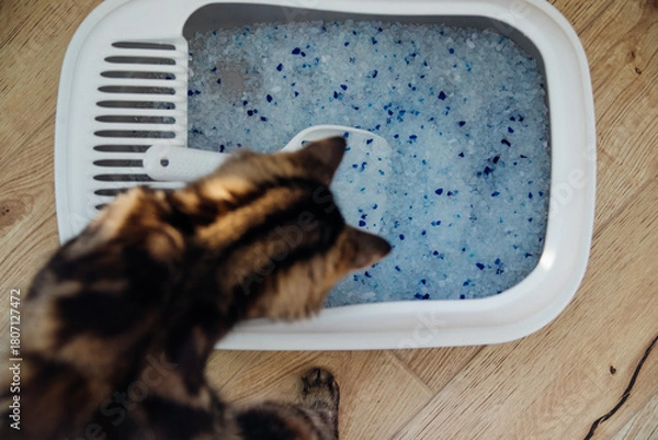 Obraz A container filled with cat litter. Cat toilet in the apartment, comfort for a pet.