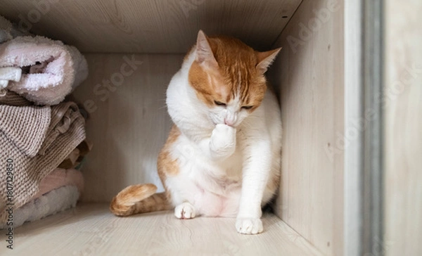 Obraz ginger cat eat its paw