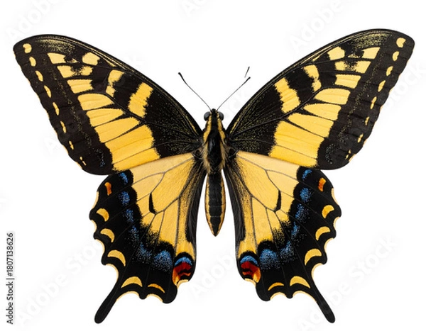 Fototapeta  Western Butterfly in Flight, Transparent Background.