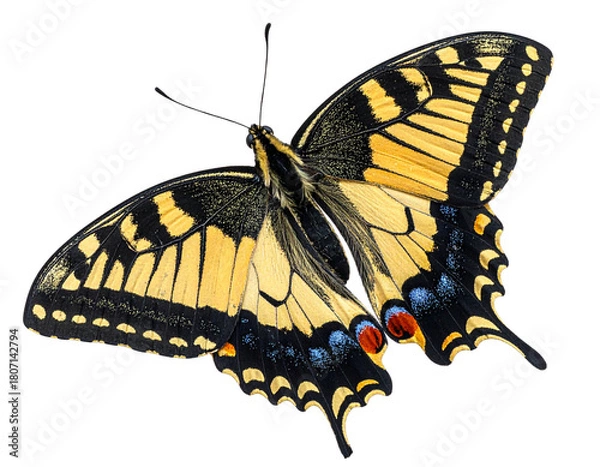 Fototapeta  Isolated Realistic Insect Illustration, Transparent Background.jpg