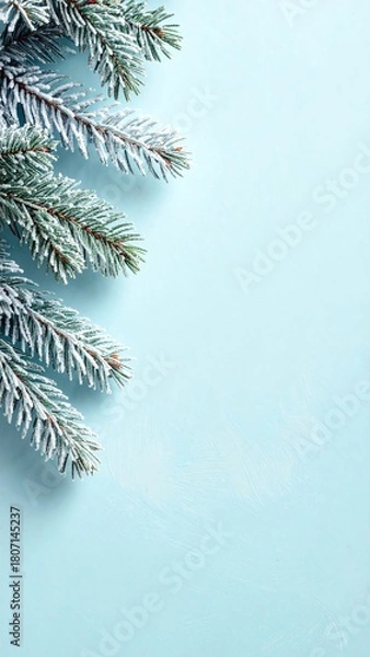 Obraz Frosty pine branches on blue background.