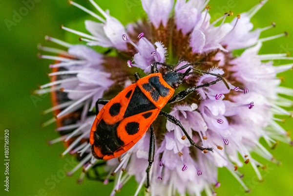 Fototapeta Feuerwanze