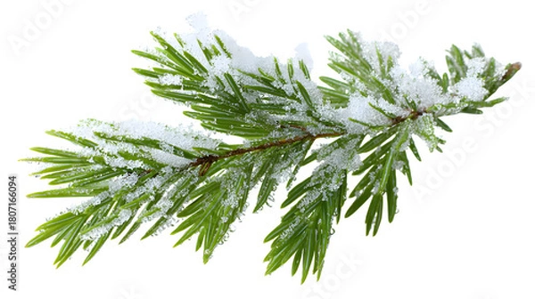 Obraz Fresh evergreen sprig with snow accents and winter frost isolated on white background