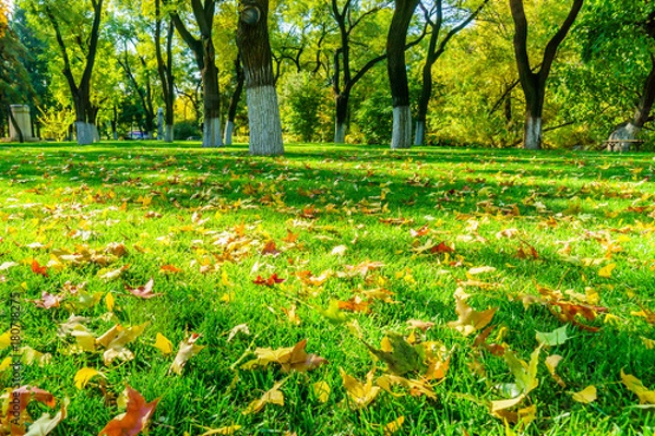 Fototapeta grassladn