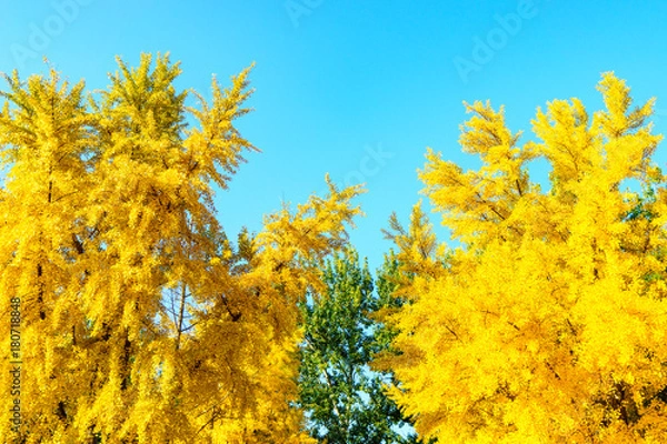 Fototapeta yellow leaf