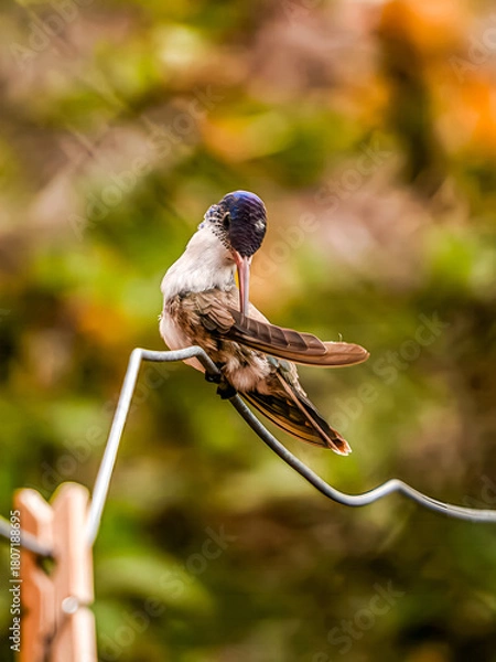 Fototapeta Hummingbird Grooming Itself While Perched on a Wire