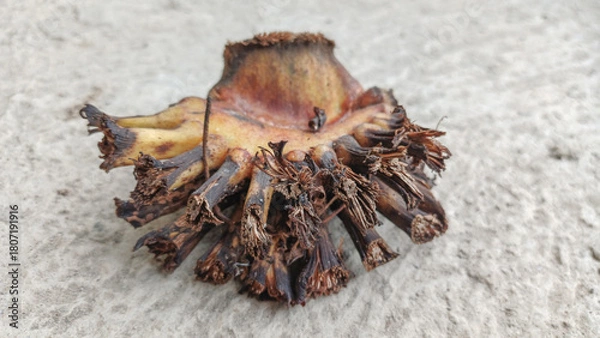 Obraz Close up of a dry, fibrous banana fruit stalk or peduncle, cut and left on a concrete floor. Concepts of tropical agriculture waste, natural organic texture, rough pattern, and botany.
