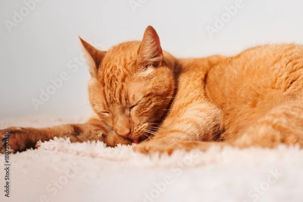 Fototapeta Cute ginger cat