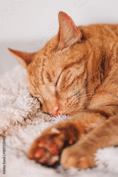 Fototapeta Cute ginger cat