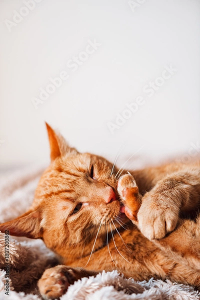 Fototapeta Cute ginger cat