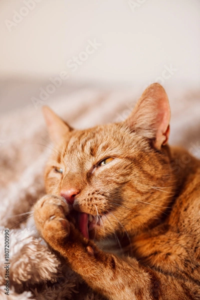 Fototapeta Cute ginger cat