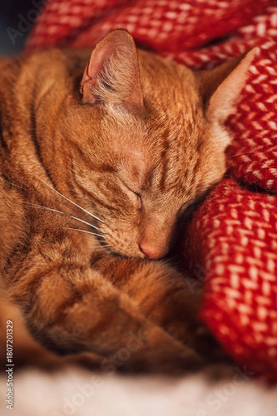 Fototapeta Cute ginger cat