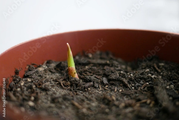 Obraz Ginger sprout Emerging from Soil in Pot