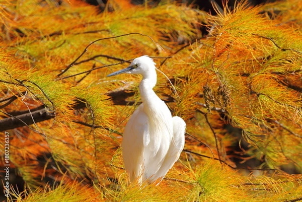 Fototapeta ラクウショウの紅葉とコサギ